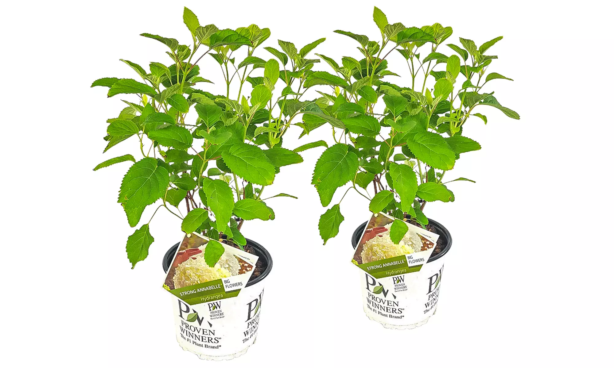 Hortensia Strong Annabelle