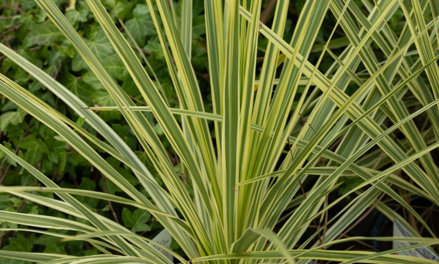 Image 1: Cordyline Australis 'Lime Passion - 2 Potted Plants