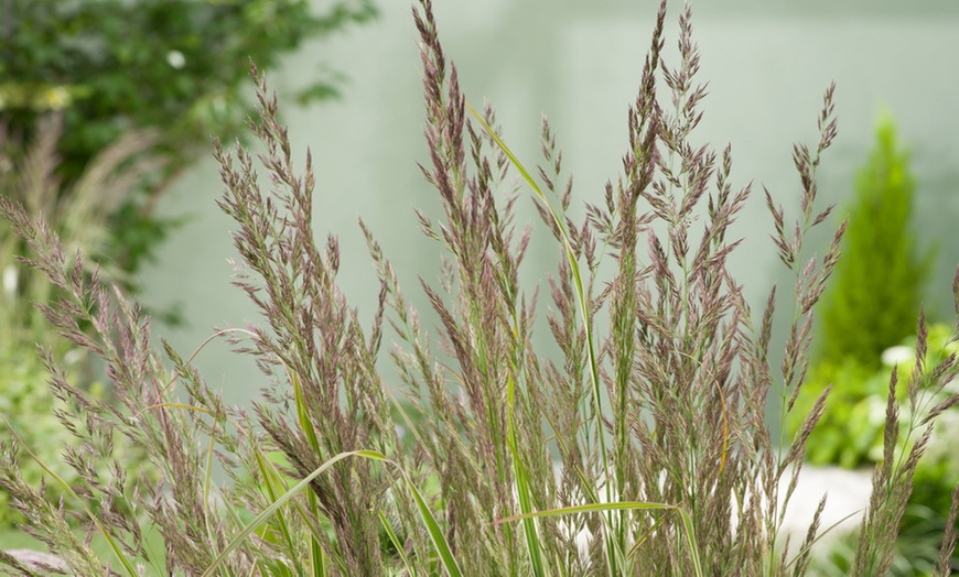 Image 4: 1 ou 2 Calamagrostis Overdam