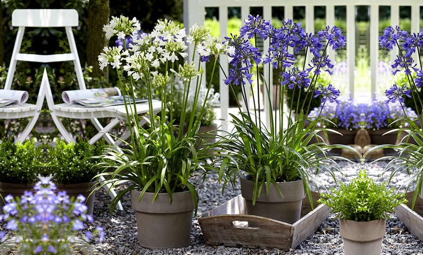 Image 1: Agapanthus Blue and White Collection - 6 or 12 Plants