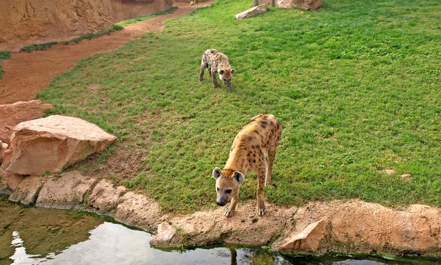 Image 7: ¡Descubre la selva en la ciudad en Bioparc Valencia!