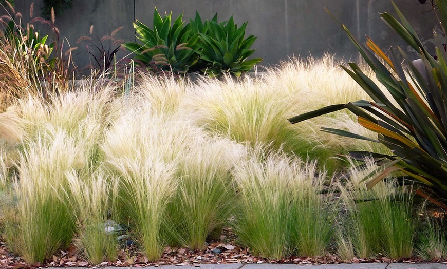 Image 3: Stipa Ponytails Grass