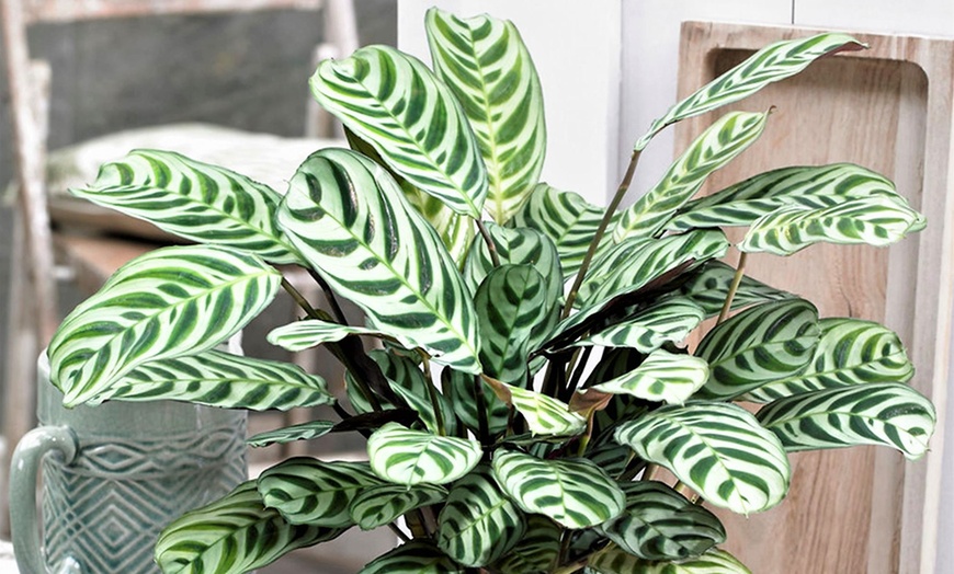 Image 2: Set de 2 plantas Ctenanthe