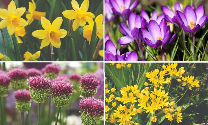 Image 1: Spring Flowering Bulb Bonanza Collection - Up to 200 Bulbs