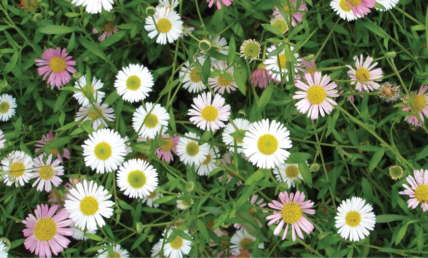 Image 1: 15 Garden-Ready Erigeron Stallone Plants