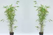 Red Bamboo - Asian Wonder - 1 or 2 Potted Plants - Image 4