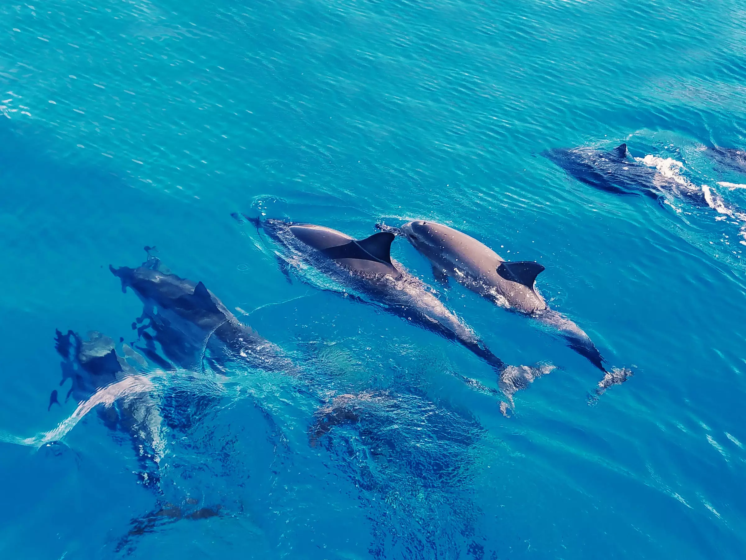 Swim with Dolphins and Snorkeling Tour for One Child or Adult from Indigo Ocean Hawaii  (Up to 7% Off) - Primary Image