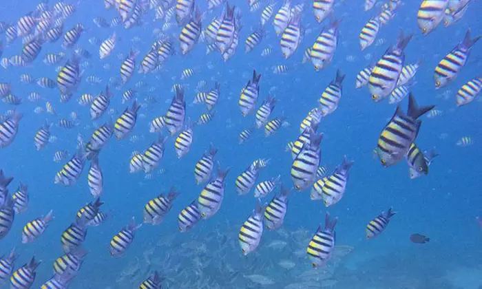 Embark On Adventure: Try Dive, Snorkeling Trip and Boat Trip