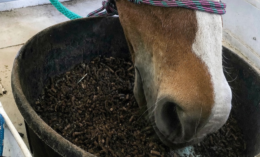 Image 8: Beginner Equine Care Class: Hands-On Learning for All Ages