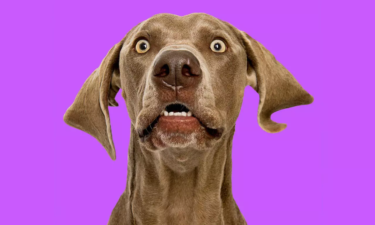 1-Hour Dog Photoshoot with Prints