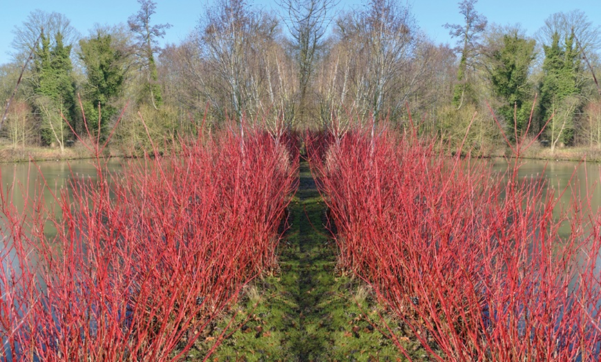 Image 2: Cornus Winter Flame 