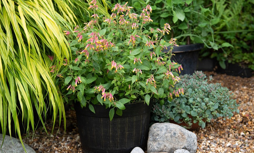 Image 3: Three or Six Cuphea 'Funny Face' Annual Shrub Jumbo Plug Plants