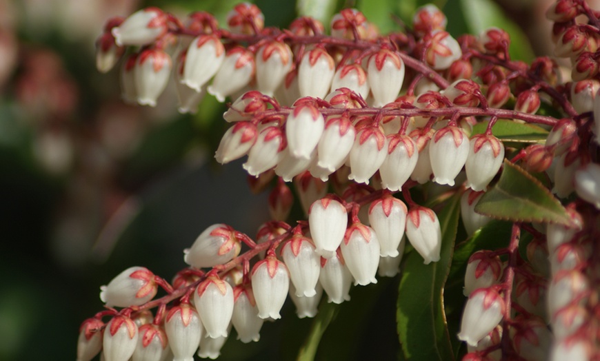 Image 2: Pieris Evergreen Collection 