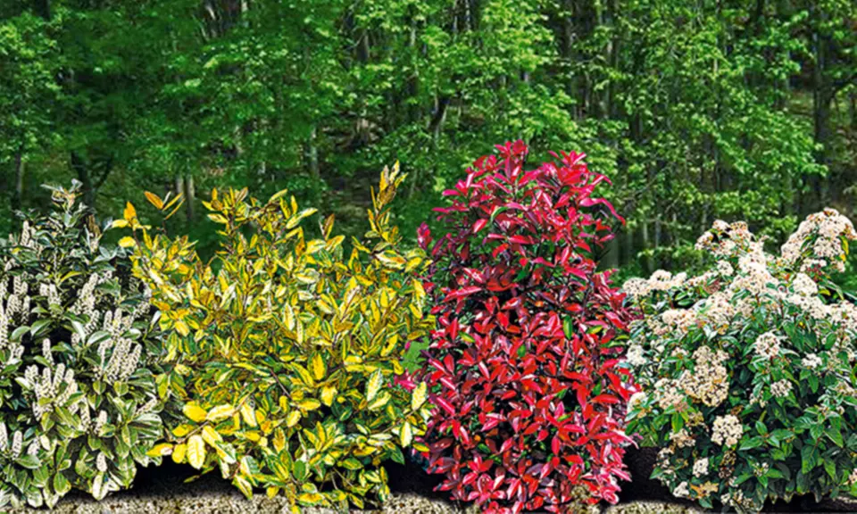 8 ou 16 arbustes Haie Persistante - arbustes feuillage persistant - Primary Image