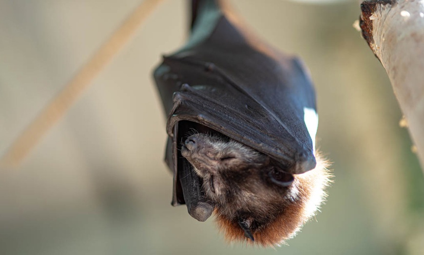 Image 7: Fledermaus-Erlebnisausstellung inkl. Getränk