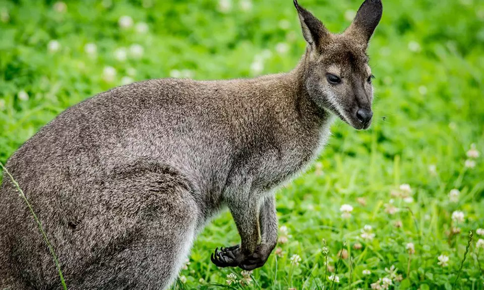 Bilety wstępu do Rodzinnego Parku Rozrywki Nowa Holandia