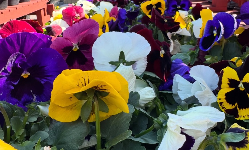Image 8: 31% Off Plants and Gardening Supplies at Garden World