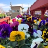 Image 8: 31% Off Plants and Gardening Supplies at Garden World