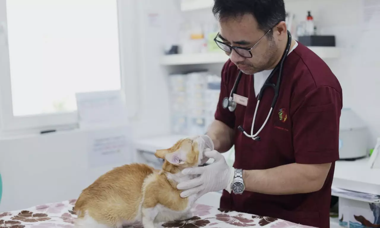 Transform Your Pets with the Choice of Grooming Service from Vienna Veterinary Clinic, available at Up to 66% Discount - Primary Image