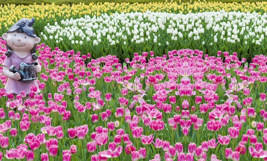 Image 3: Tulip Pink Fountain - Up to 64 Bulbs