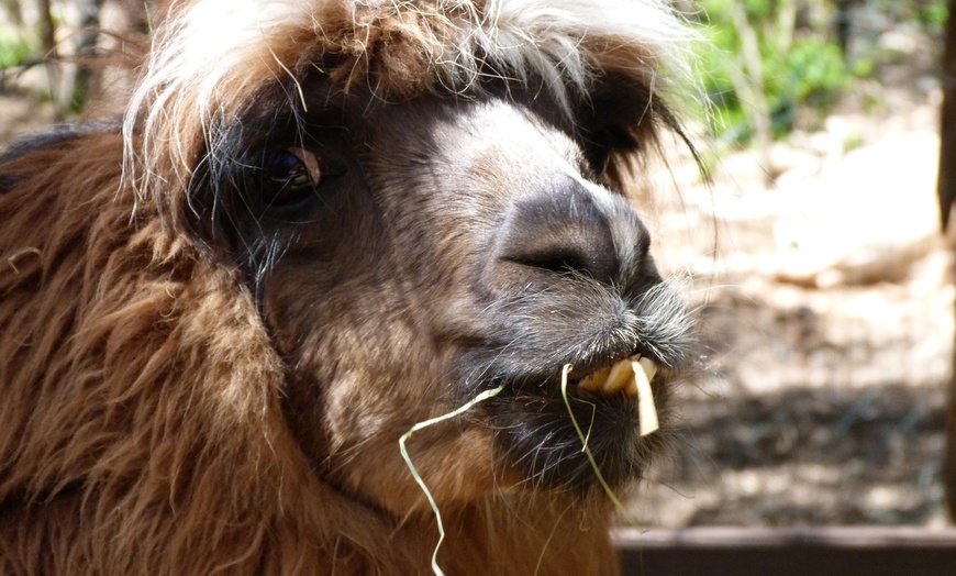 Image 1: Entrées au Parc Animalier Ginasservis Zoo