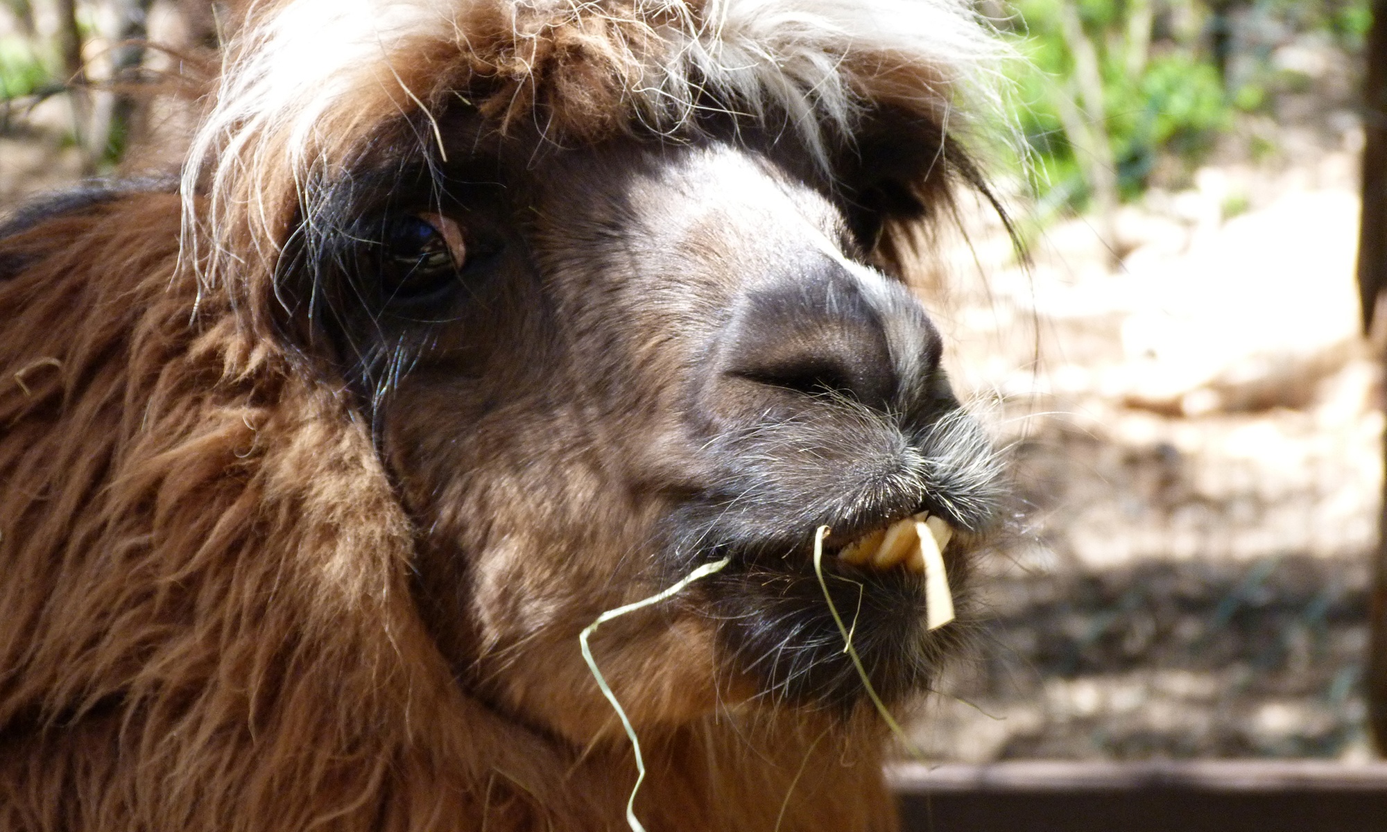 Entrées au Parc Animalier Ginasservis Zoo
