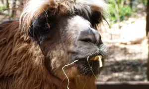 1 à 4 entrées au Parc Animalier Ginasservis Zoo ( 14% de réduction)