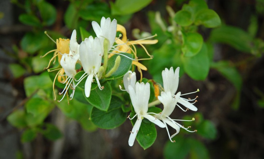 Image 4: Golden Honeysuckle Lonicera Japonica Hall's Prolific 