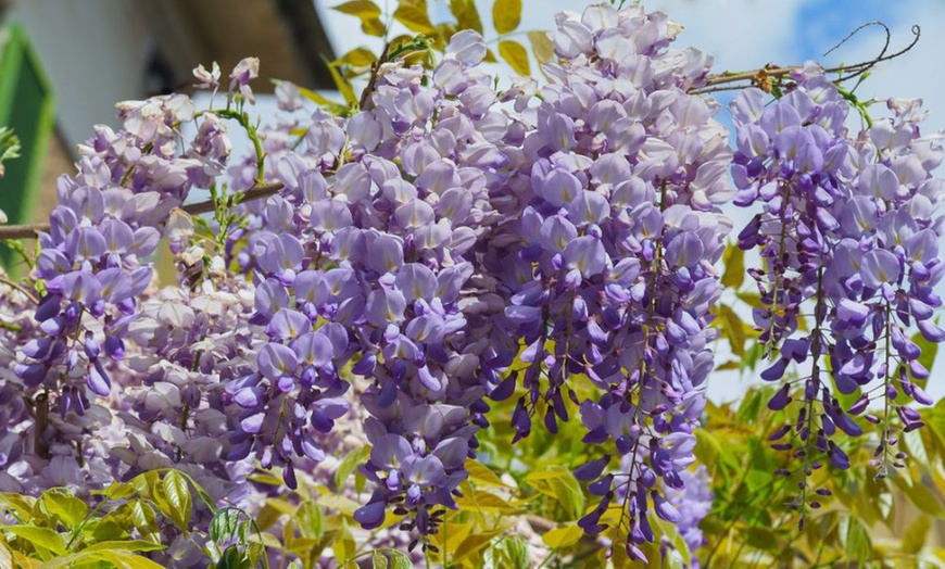 Image 6: Scented Wisteria Prolific – 1 or 2 Potted Plants (1.5-Litre Pots)  