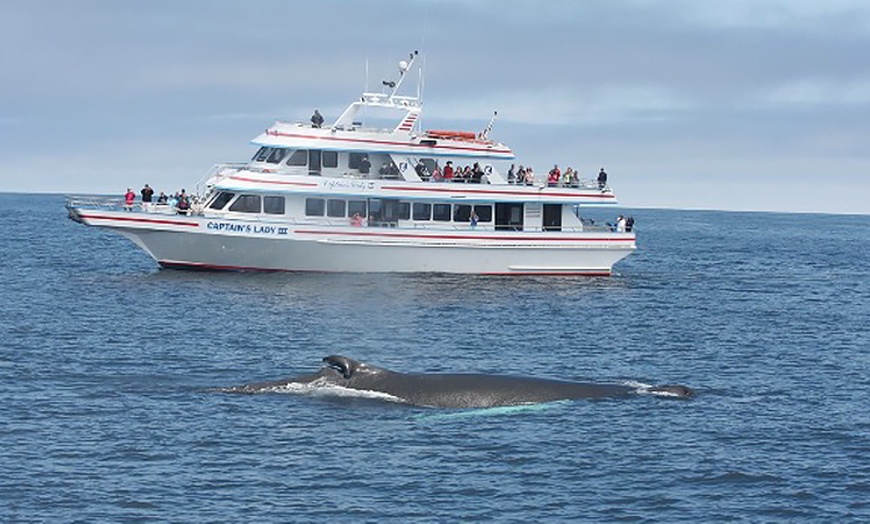 Newburyport Whale Watch in - Newburyport, MA | Groupon