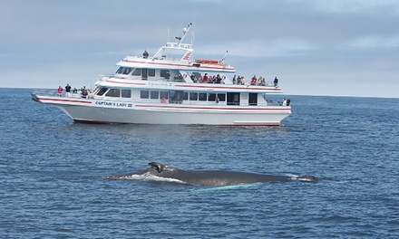 Newburyport Whale Watch In - Newburyport, Ma 