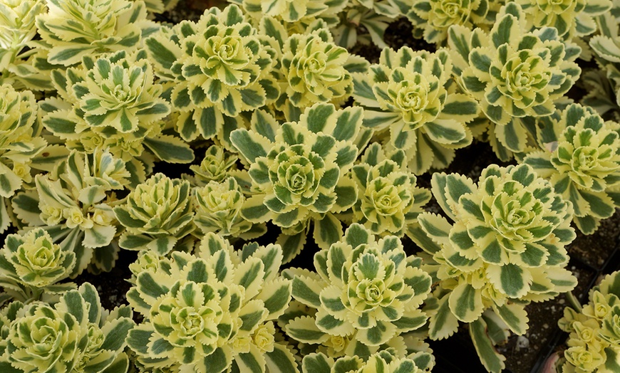 Image 1: Sedum Atlantis - 1, 3 or 5 Potted Plants