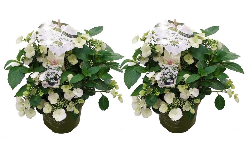 Image 4: Pack de 2 plantes d'hortensia "Runaway Bride"