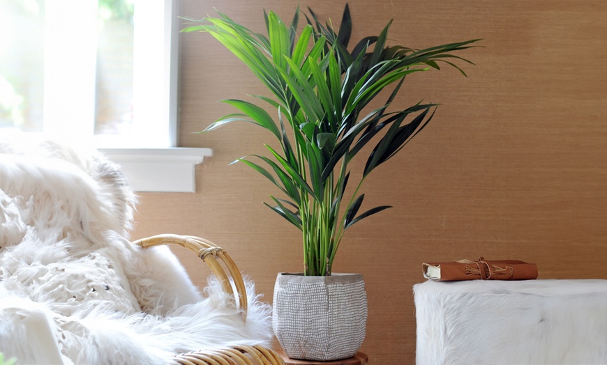 Image 2: Rootz Kentia Palm Collections