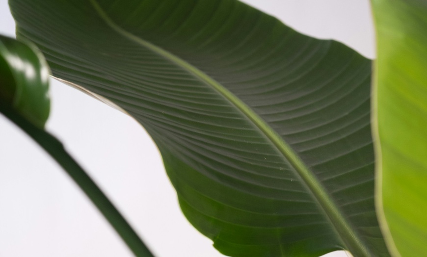 Image 4: Rootz Set of Two Strelitzia Nicolai Bird of Paradise plant
