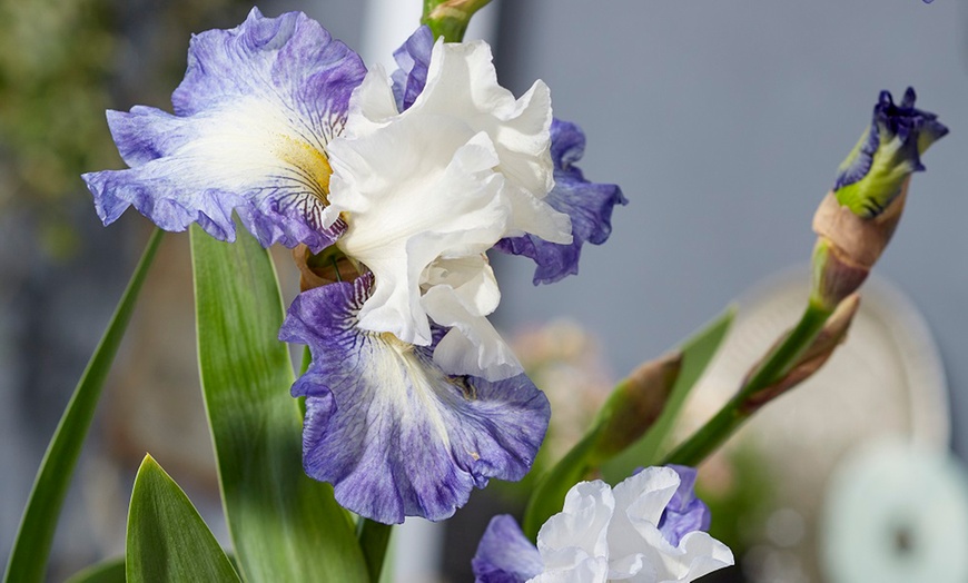 Image 1: Iris germanica 'Miles Ahead' 
