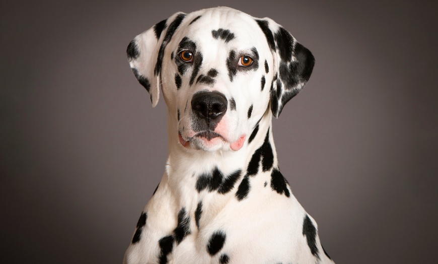 Image 9: Capture Precious Pet Moments in Studio at Barrett & Coe studios