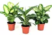 1 ou 2 lots de 3 Dieffenbachia, 30-40 cm à la livraison : Compacta', 'Camilla' et 'Green Magic' - Image 7