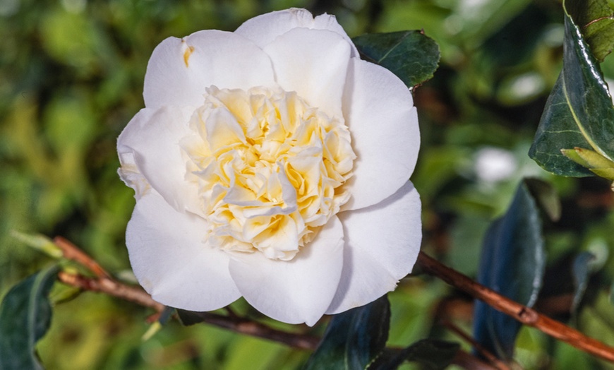 Image 3: 1 ou 2 plantes Camelia Japonica, aussi appelées "Rose japonaise"