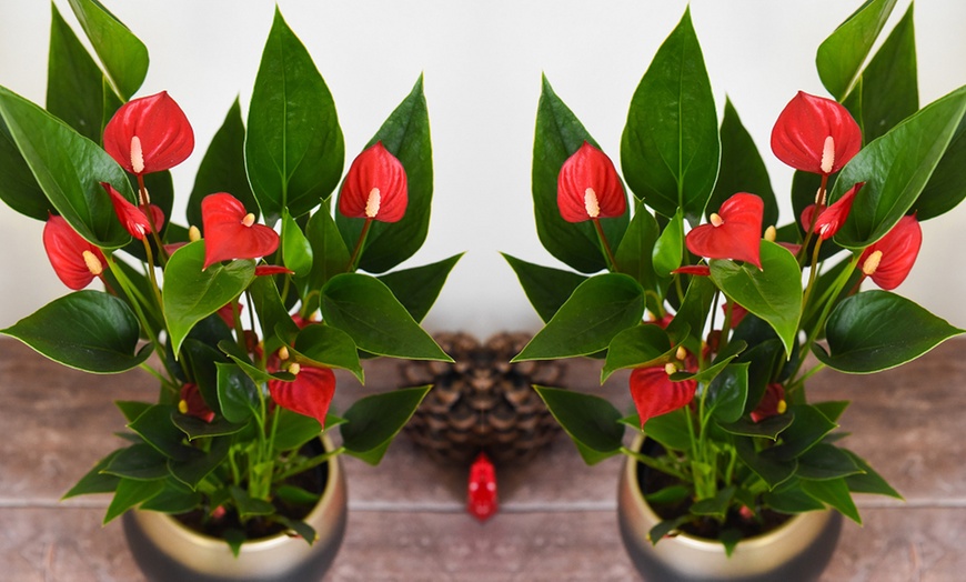 Image 4: Anthurium Million Flower in 18cm Ceramic Pot 