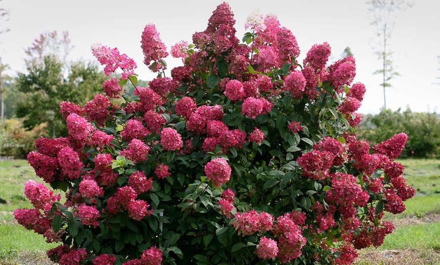 Image 2: Two XL Hydrangea Wim's Red Plants