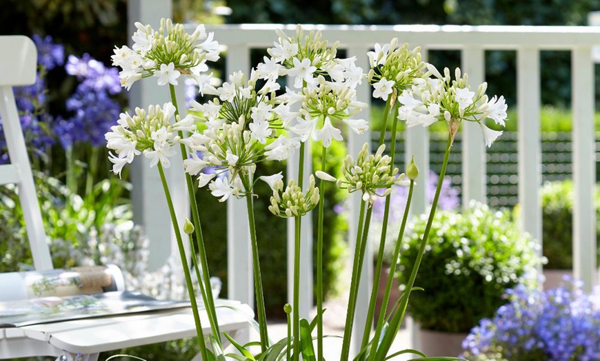 Image 4: Agapanthus Blue and White Collection - 6 or 12 Plants