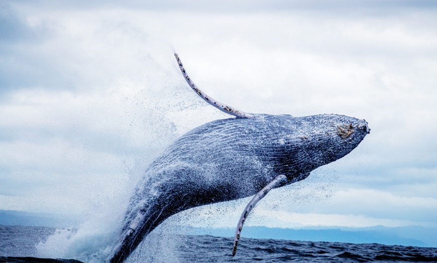 Image 1: Two Hour Whale Watching Tour in Waikiki for One, Two or Four Person (Up to 30% Off)