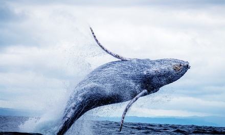 Two Hour Whale Watching Boat Tour in Waikiki for One Person - Island Magic Charters LLC (Waikiki Adventure Sails)