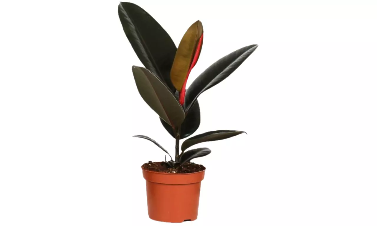 Set van 5 luchtzuiverende kamerplanten