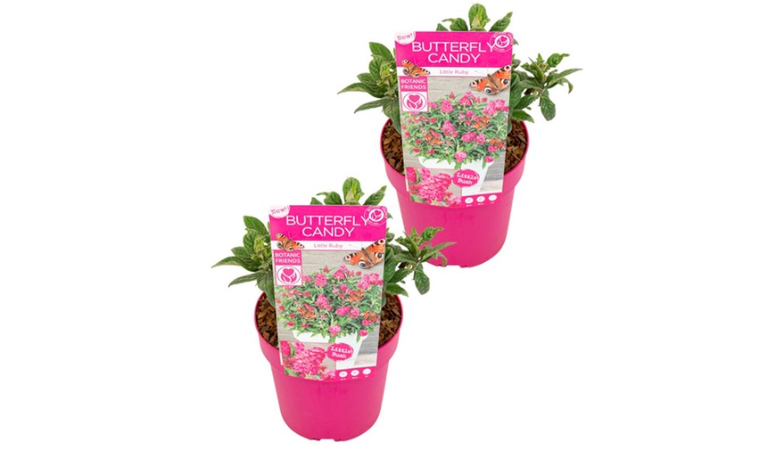 Image 6: Set van 2 kleine Buddleja vlinderstruiken 