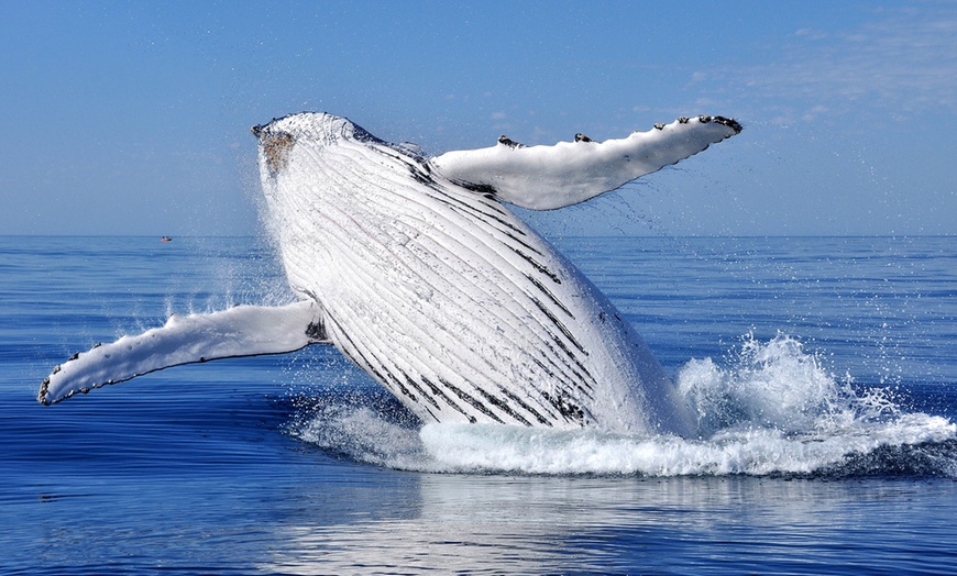 Image 5: Set Sail on a Three-Hour Scenic Whale Watching Adventure Cruise