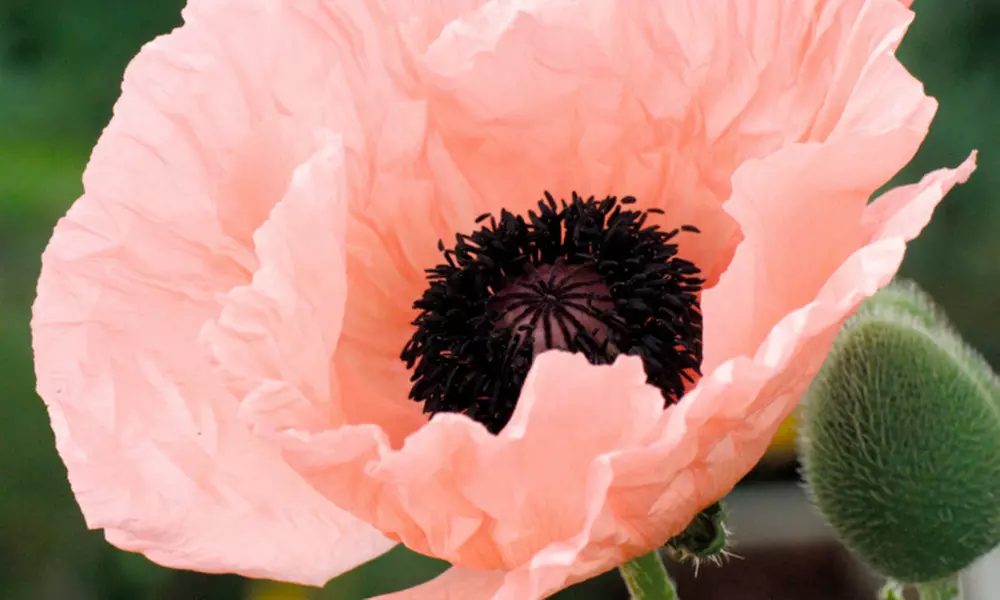 20er-Set Türkischer-Mohn-Zwiebeln mit Blüten in auffälligen Farben - Primary Image