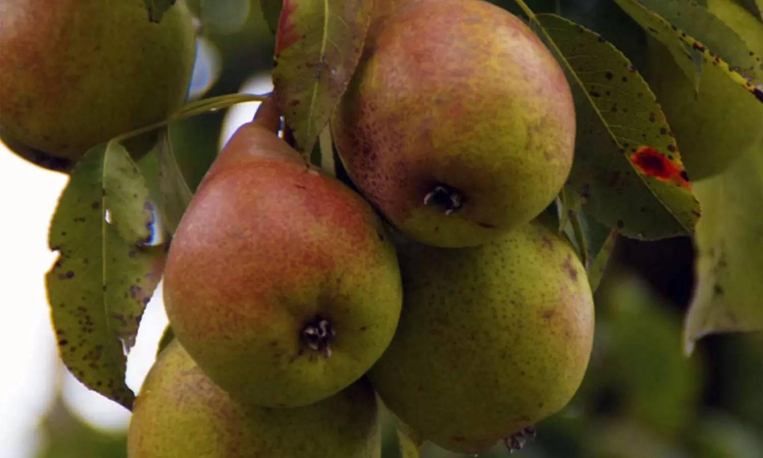 Lot de 3 ou 6 arbres fruitiers, 100 à 150 cm à la livraison pot inclus, livraison gratuite - Primary Image