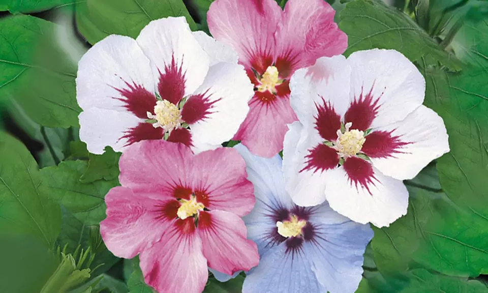 Hibiskus-Hecke mit 15 Pflanzen - Second Medium